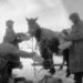 С какой целью русские солдаты отдавали соломенные лапти на съедение лошадям